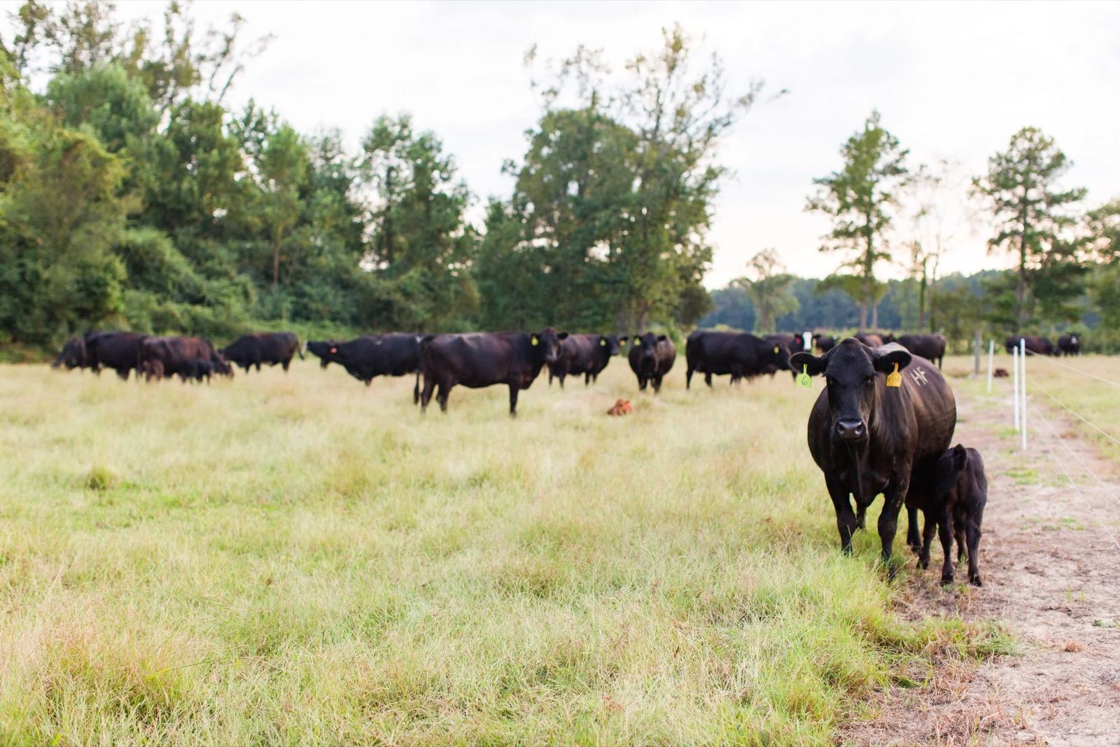 Angus cattle grazing on pasture at Wheat Swamp Angus