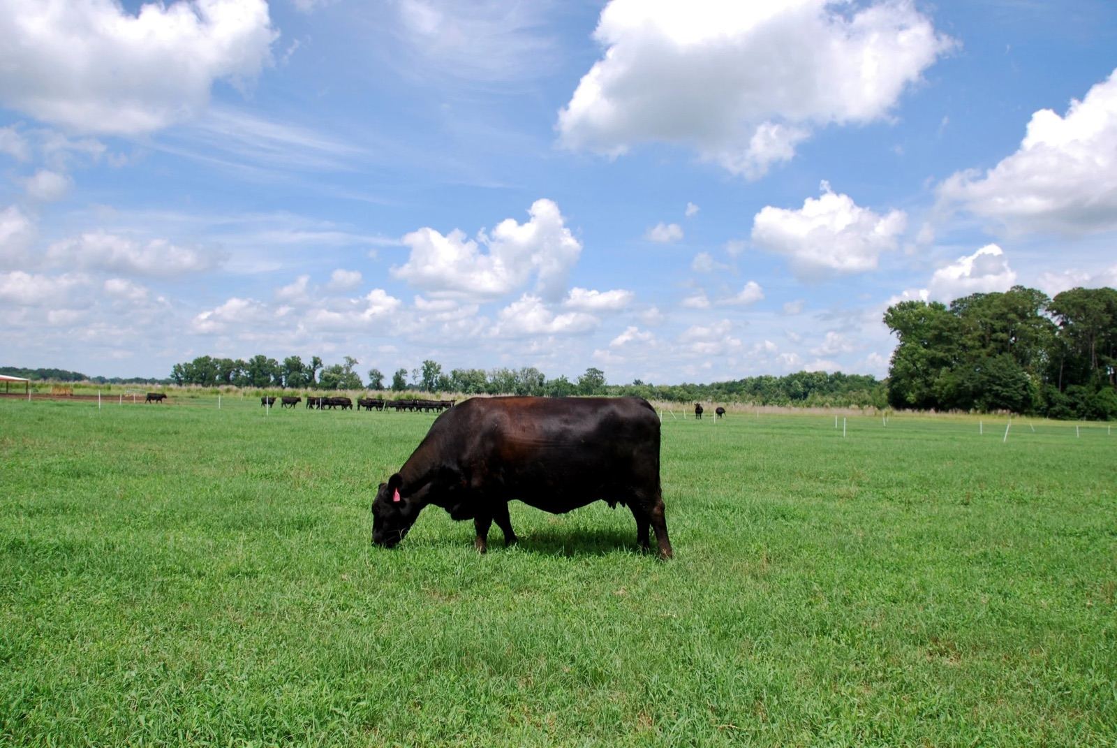 A cow grazing under a big blue sky