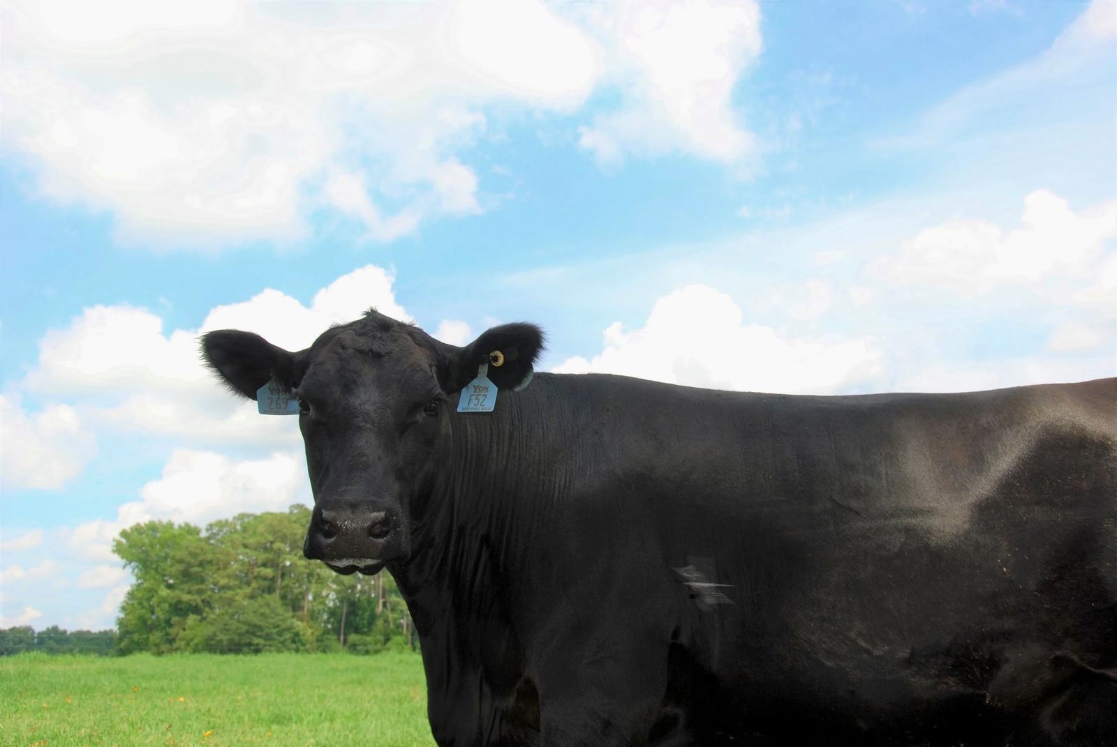 An Angus cow looking at the camera