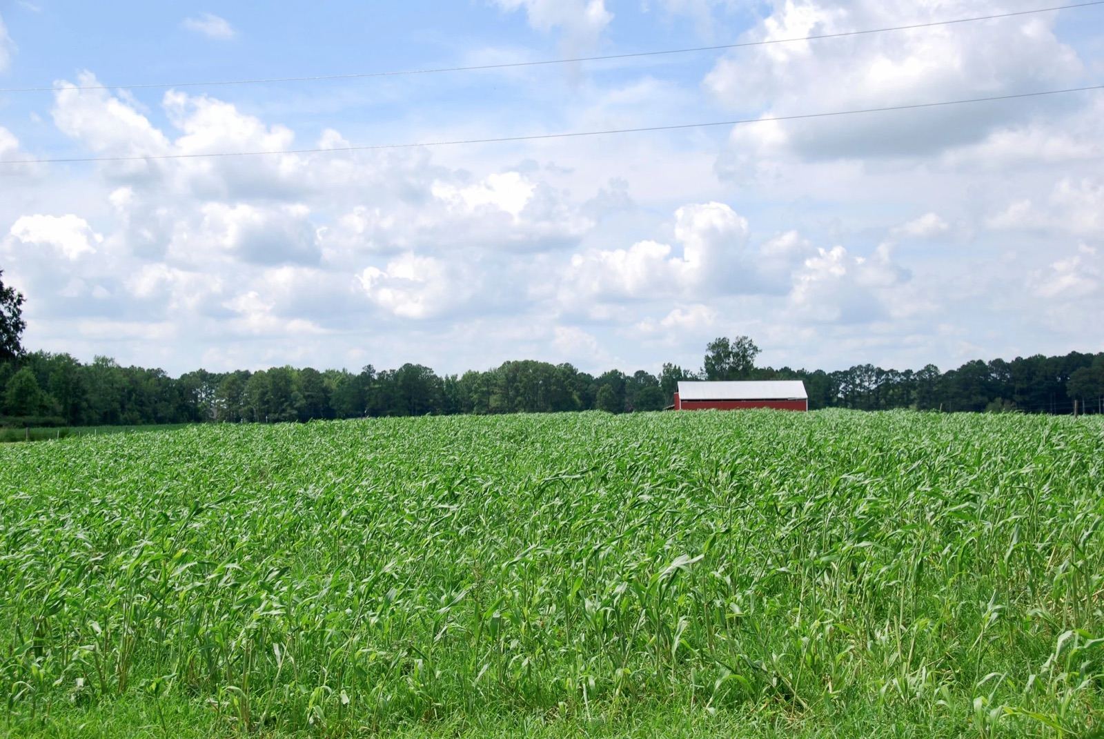 The red barn behind a summer forage field